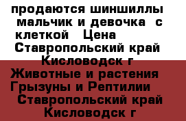 продаются шиншиллы (мальчик и девочка) с клеткой › Цена ­ 2 000 - Ставропольский край, Кисловодск г. Животные и растения » Грызуны и Рептилии   . Ставропольский край,Кисловодск г.